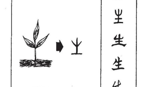 苓的功效与作用及禁忌症-苓技有什么作用、苓技有什么作用 -苓枝的功效网